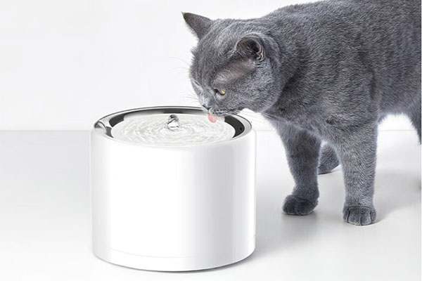 猫咪自动饮水机有必要买吗